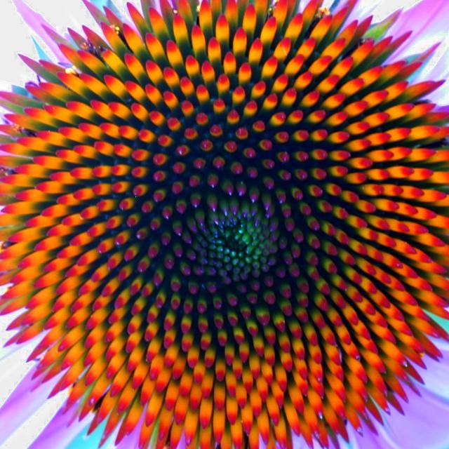 coneflower1.jpg