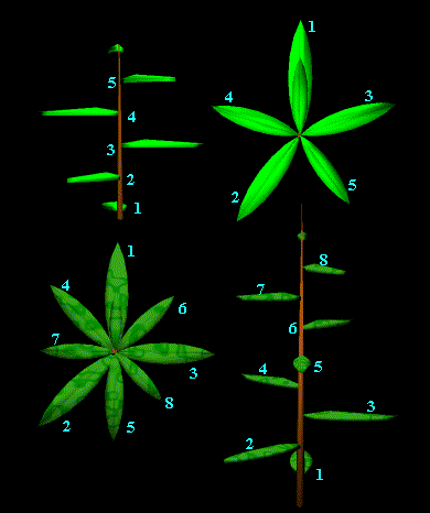 leafarrangement.gif
